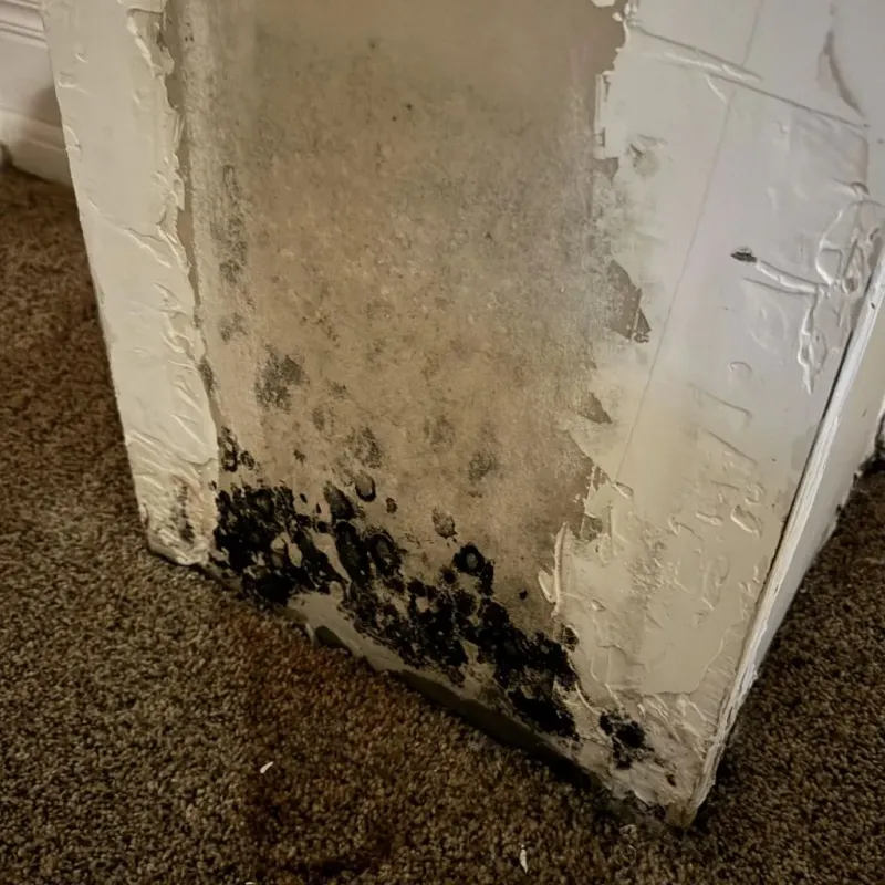 Professional Mold Removal in Duck Hill, MS